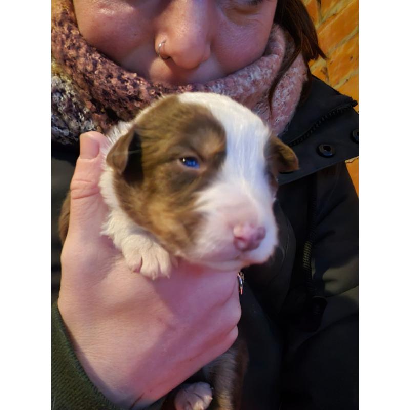 puppies bordercollie x australische herder