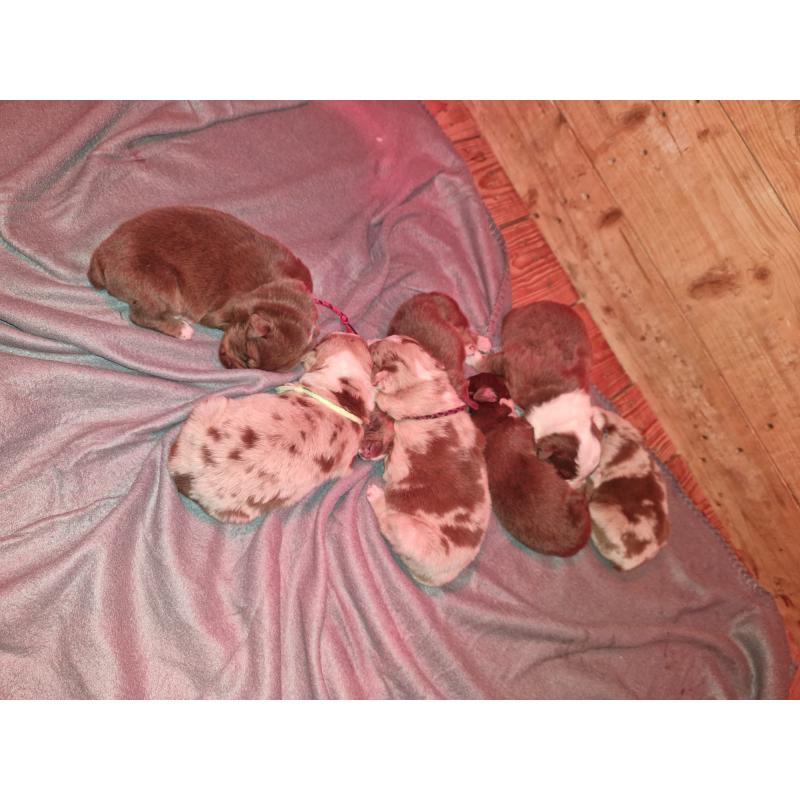 puppies bordercollie x australische herder