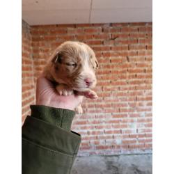 puppies bordercollie x australische herder