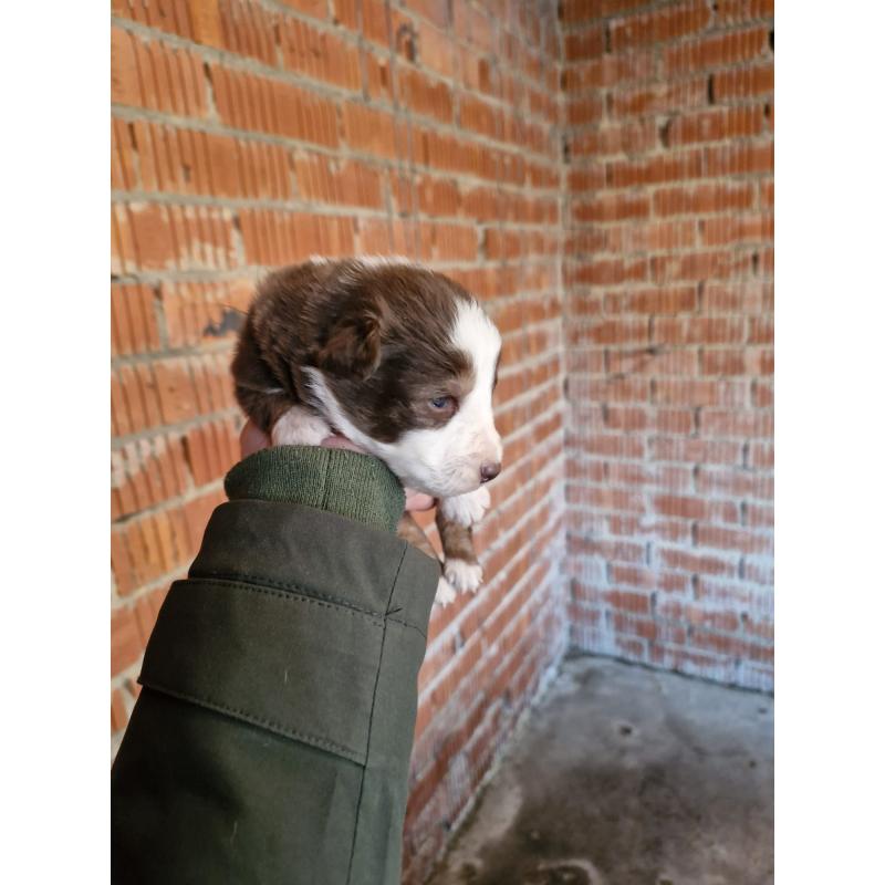 puppies bordercollie x australische herder