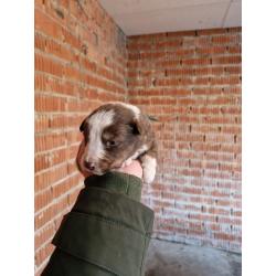 puppies bordercollie x australische herder
