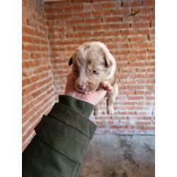 puppies bordercollie x australische herder