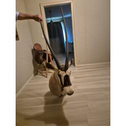 Gemsbok