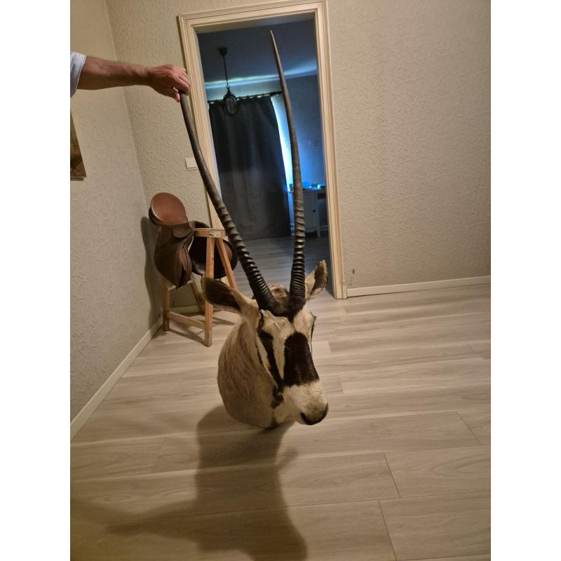 Gemsbok