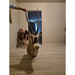 Gemsbok