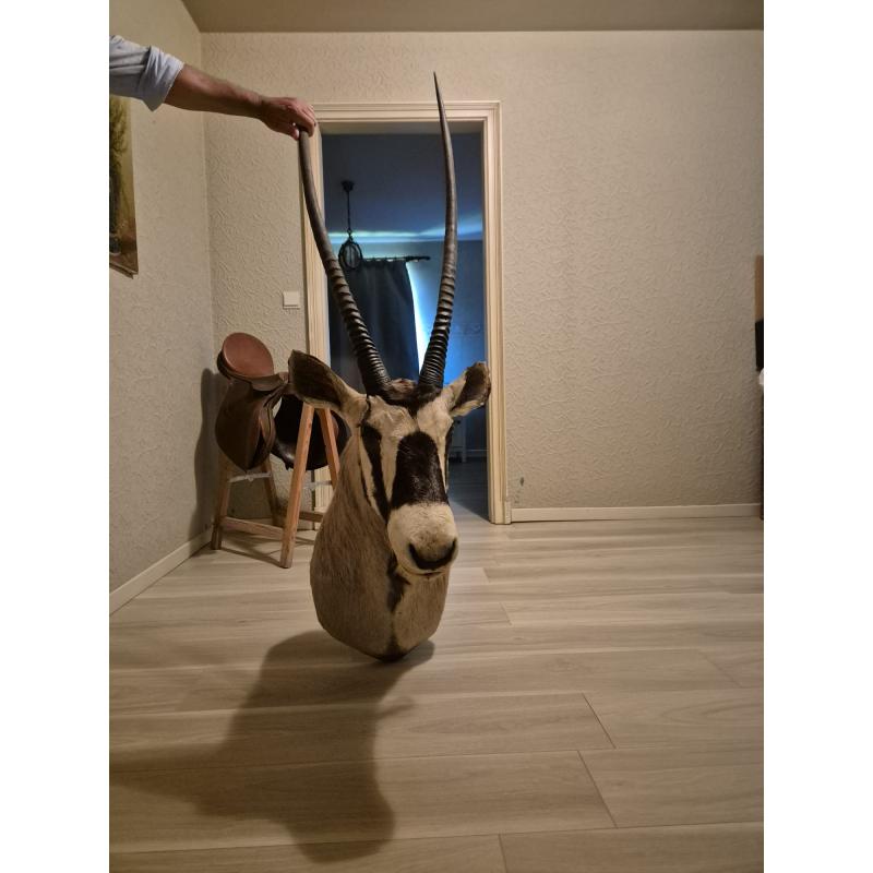 Gemsbok