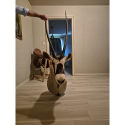 Gemsbok