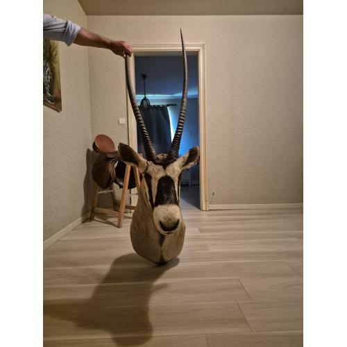 Gemsbok