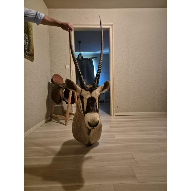 Gemsbok