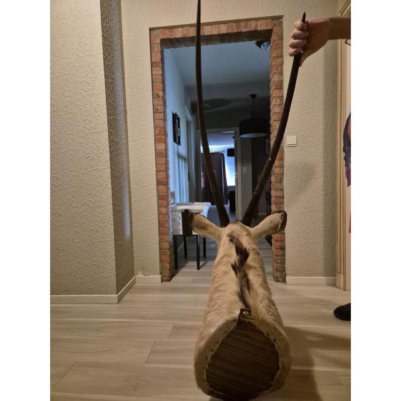 Gemsbok