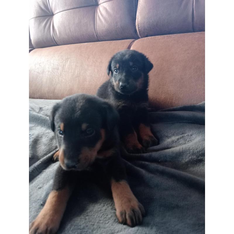 Beauceron pups