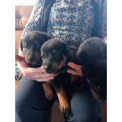 Beauceron pups