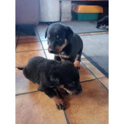 Beauceron pups