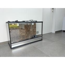 Terrarium baardagaam of gekko