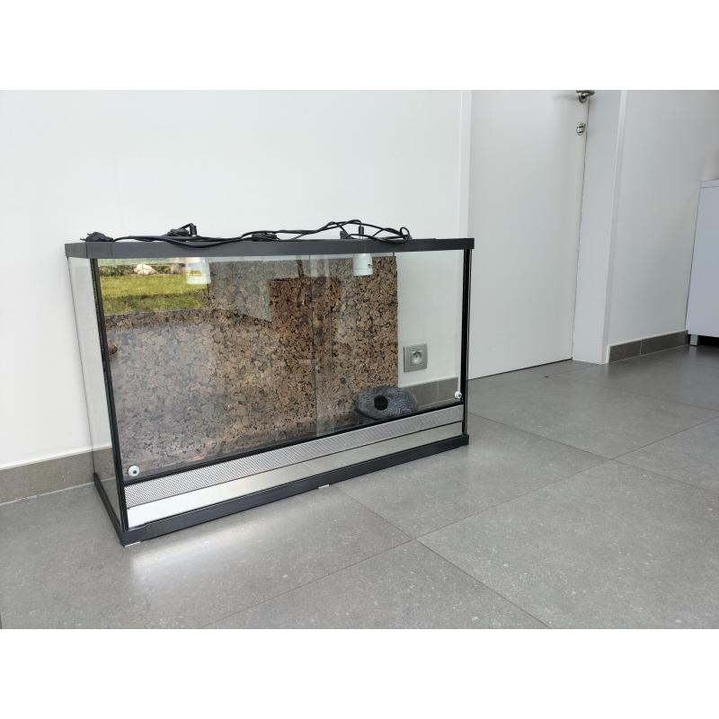 Terrarium baardagaam of gekko