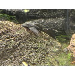 ancistrus green dragons longfins   sf (lf gen)