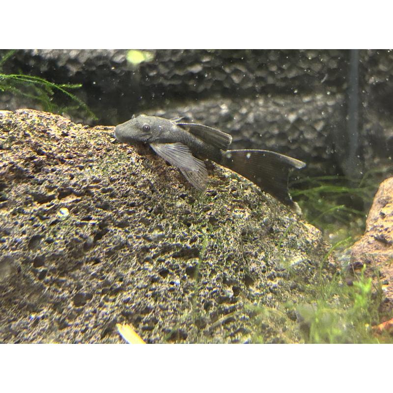 ancistrus green dragons longfins   sf (lf gen)
