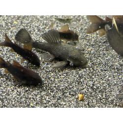 ancistrus green dragons longfins   sf (lf gen)
