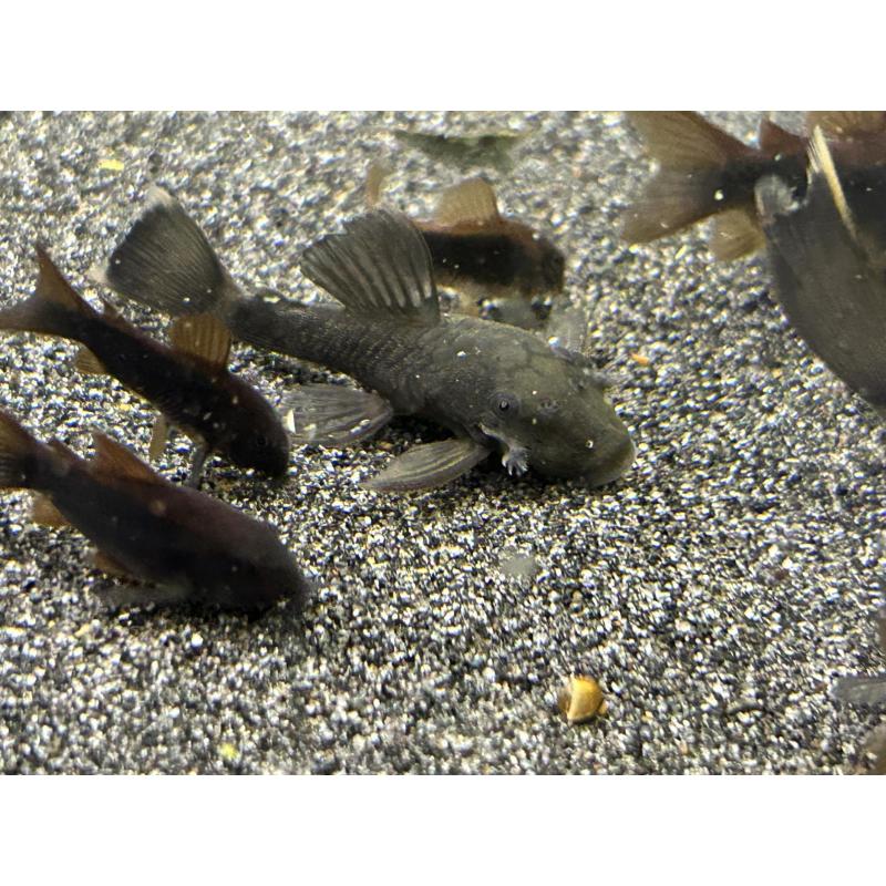ancistrus green dragons longfins   sf (lf gen)