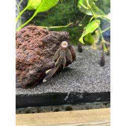 ancistrus green dragons longfins   sf (lf gen)