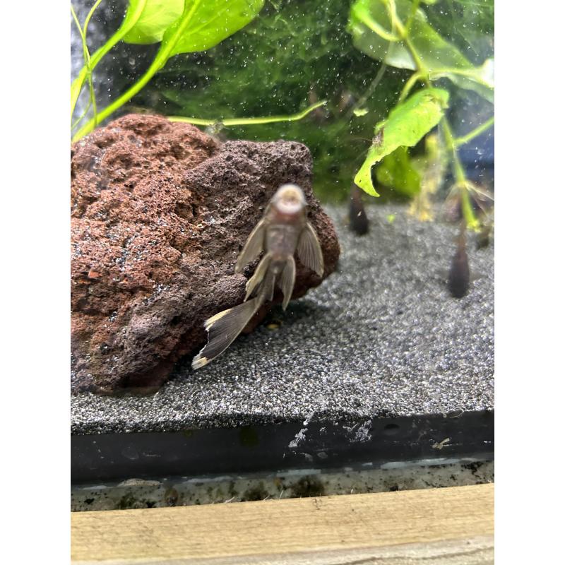 ancistrus green dragons longfins   sf (lf gen)