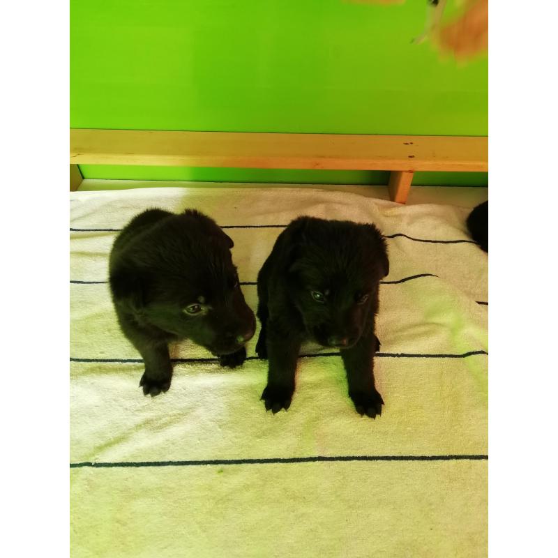 Duitse Herder pup
