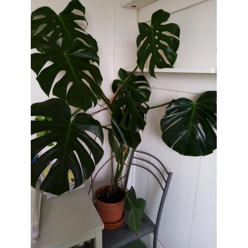 Grote Monsteraplant