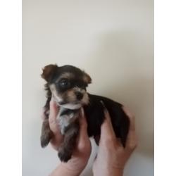 yorkshire terrier pupjes