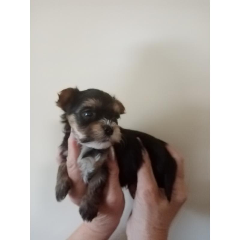 yorkshire terrier pupjes