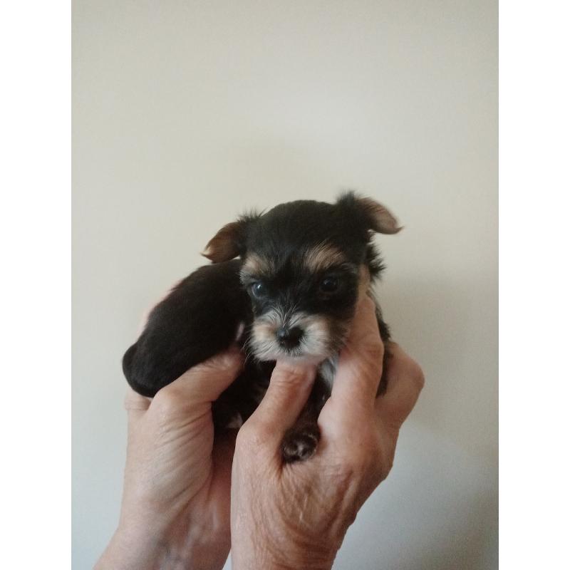 yorkshire terrier pupjes