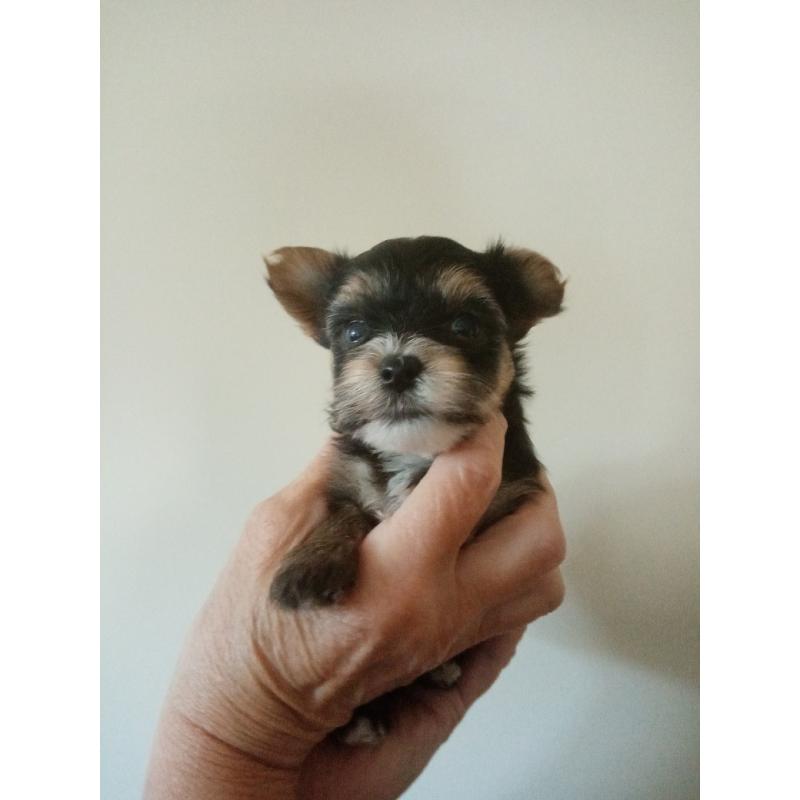 yorkshire terrier pupjes