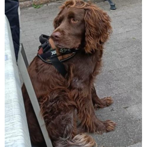 Hond te koop
