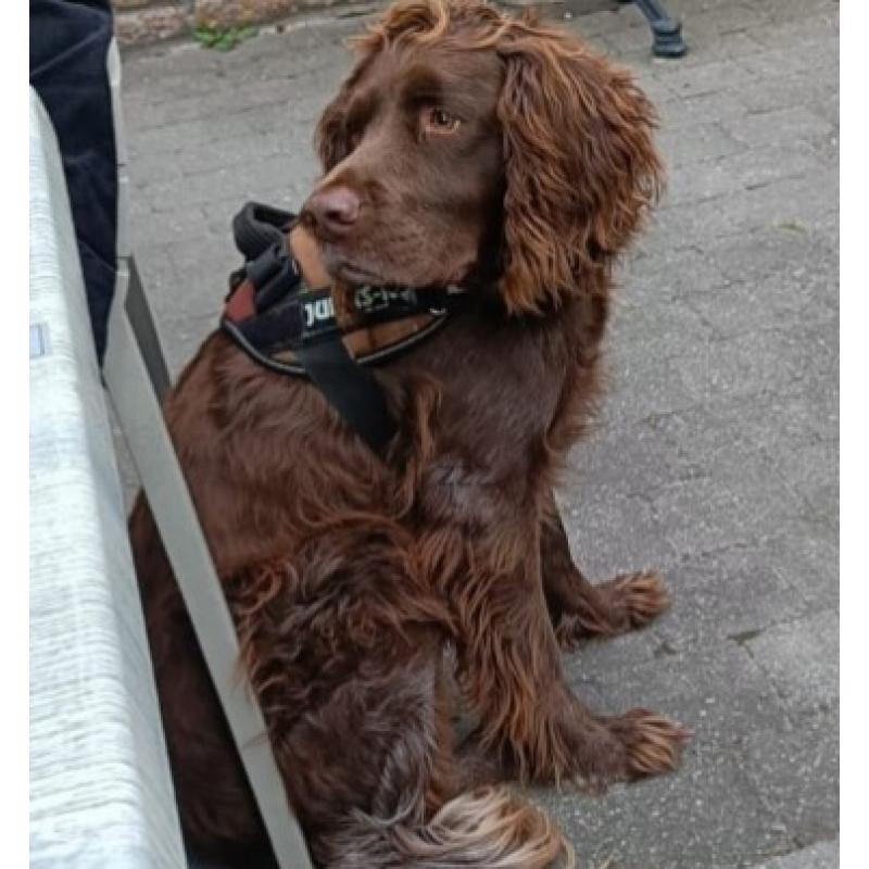 Hond te koop