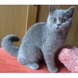 Brits korthaar kitten met stamboom!