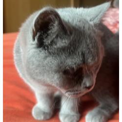 Brits korthaar kitten met stamboom!