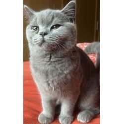 Brits korthaar kitten met stamboom!