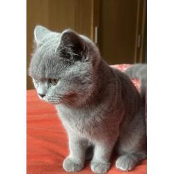 Brits korthaar kitten met stamboom!