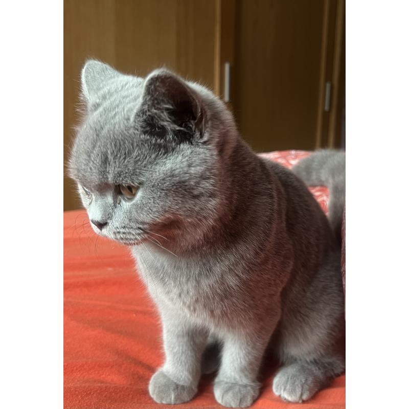 Brits korthaar kitten met stamboom!