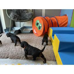 GordonDoodle medium doodle pups beschikbaar