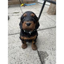 GordonDoodle medium doodle pups beschikbaar