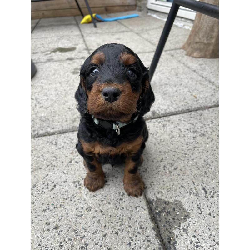 GordonDoodle medium doodle pups beschikbaar