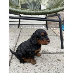 GordonDoodle medium doodle pups beschikbaar
