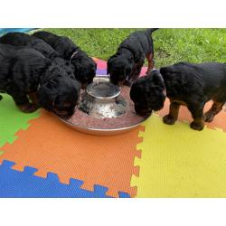 GordonDoodle medium doodle pups beschikbaar