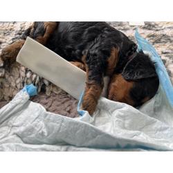 GordonDoodle medium doodle pups beschikbaar