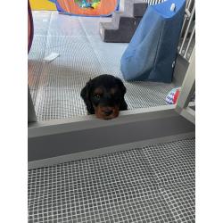 GordonDoodle medium doodle pups beschikbaar