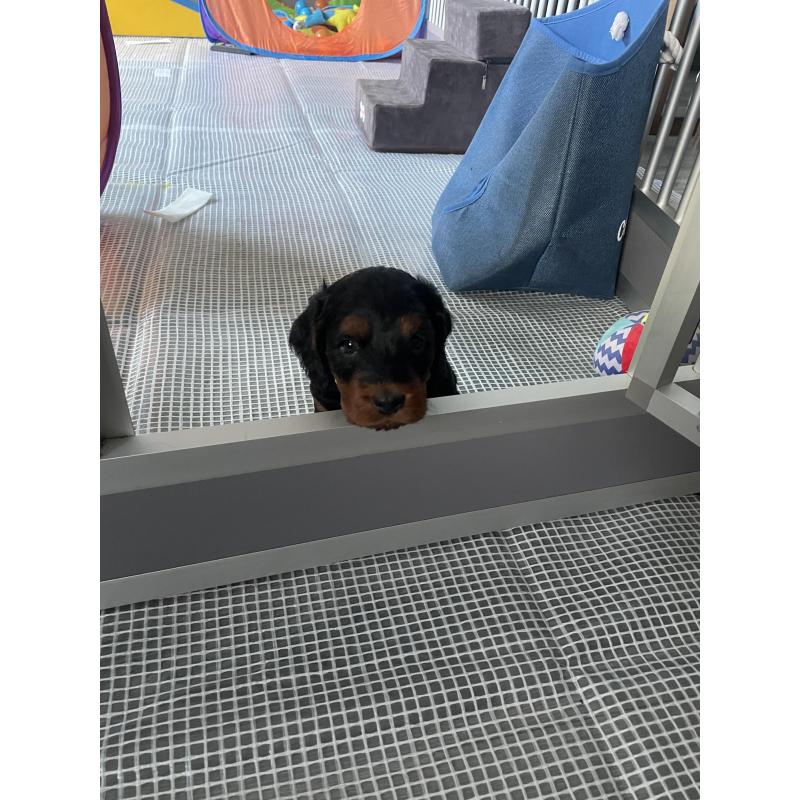 GordonDoodle medium doodle pups beschikbaar
