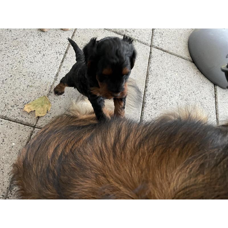 GordonDoodle medium doodle pups beschikbaar