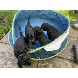 GordonDoodle medium doodle pups beschikbaar