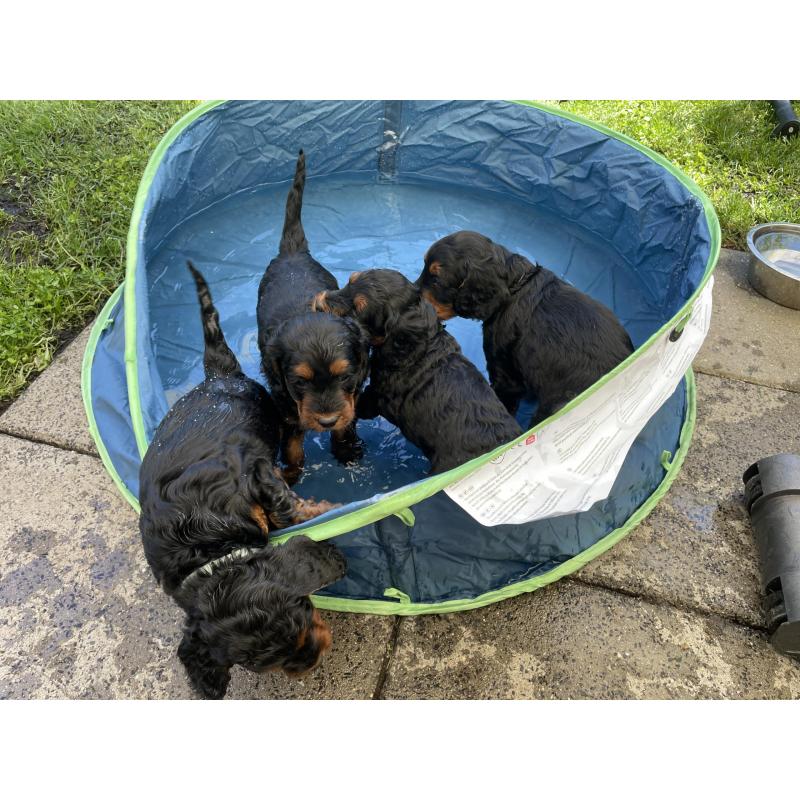 GordonDoodle medium doodle pups beschikbaar
