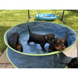 GordonDoodle medium doodle pups beschikbaar